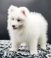 Puppies for sale Netherlands, Oldebroek Samoyed dog (Samoyed)