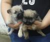 Puppies for sale Belgium, Liege Canaan Dog, cane terrier