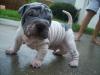 Puppies for sale Germany, Chemnitz Shar Pei