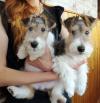 Puppies for sale Netherlands, Amsterdam Fokxterer
