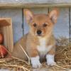 Puppies for sale Canada, Ontario, Hamilton , welsh corgi, pembroke