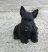 Puppies for sale Denmark, Kopenagen Scotch-terrier