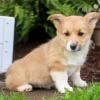 Puppies for sale Canada, New Brunswick , welsh corgi, pembroke