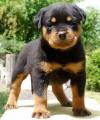 Puppies for sale Lithuania, Vilnius Rottweiler