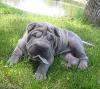 Puppies for sale Malta, Valletta Shar Pei