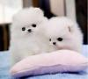 Puppies for sale United Kingdom, Esek , Pomeranian