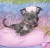 Puppies for sale Cyprus, Protaras Chihuahua