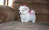 Puppies for sale Greece, Heraklion Maltese