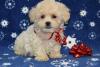 Puppies for sale Czech Republic, Bratislava , Shih-poo