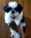 Puppies for sale Ireland, Dublin Shih Tzu