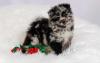 Puppies for sale Germany, Dortmund Pomeranian Spitz