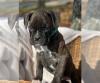 Puppies for sale Ireland, Dublin Boxer