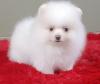 Puppies for sale Sweden, Stockholm Pomeranian Spitz