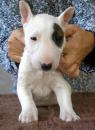 Puppies for sale Greece, Athens Bull Terrier