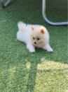 Puppies for sale Belgium, Antwerp Pomeranian Spitz