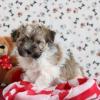 Puppies for sale Italy, Modena Havanese