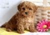 Puppies for sale Latvia, Riga Other breed, maltipoo