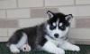 Puppies for sale Sweden, Goteborg Haski