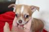 Puppies for sale Spain, Lerida Chihuahua