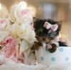 Puppies for sale Ukraine, Kirovograd Yorkshire Terrier