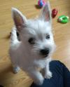 Puppies for sale Malta, Valletta West Highland White Terrier