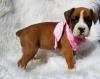 Puppies for sale Cyprus, Paphos Boxer