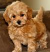 Puppies for sale Germany, Berlin , maltipoo  