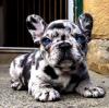 Puppies for sale Cyprus, Paphos French Bulldog