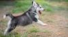 Puppies for sale Germany, Cottbus Haski