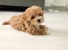 Puppies for sale Malta, Valletta , maltipoo  
