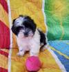 Puppies for sale Germany, Kayzerslauten , shihpoo