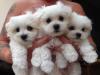 Puppies for sale Belgium, Brussels Maltese