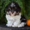 Puppies for sale Italy, Milan Havanese
