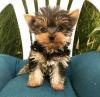 Puppies for sale Poland, Warsaw Yorkshire Terrier