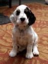 Puppies for sale Finland, Helsinki English Setter