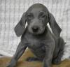 Puppies for sale Lithuania, Vilnius Weimaraner