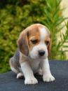 Puppies for sale Belgium, Liege Beagle