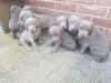 Puppies for sale Finland, Helsinki Weimaraner