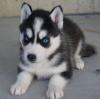 Puppies for sale Greece, Piraeus Haski