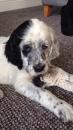 Puppies for sale Netherlands, Maastricht English Setter