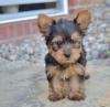 Puppies for sale Sweden, Norcheping Beagle