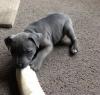 Puppies for sale Poland, Warsaw Staffordshire Bull Terrier