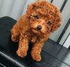 Puppies for sale Netherlands, Eindhoven Toy-poodle