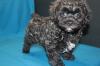 Puppies for sale Netherlands, Amsterdam , maltipoo