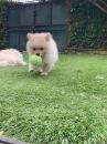 Puppies for sale Germany, Hannover Pomeranian Spitz