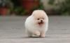 Puppies for sale Netherlands, Amsterdam Pomeranian Spitz