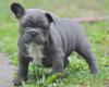 Puppies for sale Belgium, Brussels French Bulldog