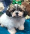 Puppies for sale Netherlands, Maastricht , Shih-poo