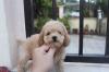 Puppies for sale Hungary, Szeged Toy-poodle