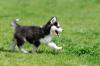 Puppies for sale Netherlands, Amsterdam Haski